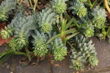 Euphorbia myrsinites RCP2-2019 (38).JPG